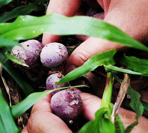 chọn mua nấm tràm Phú Quốc