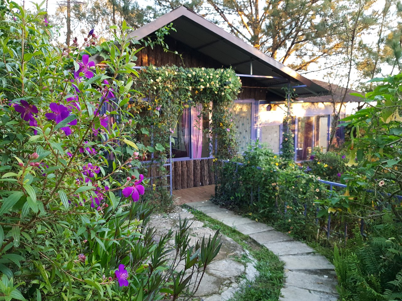 Pine Hill Treehouse Homestay Dalat