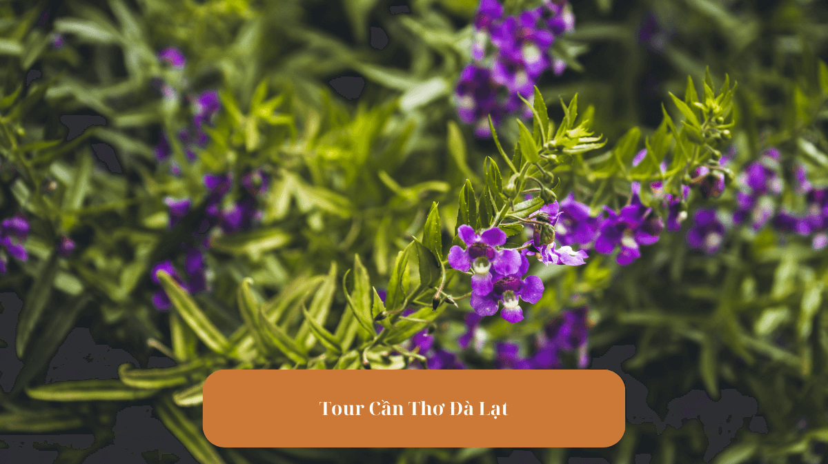 Tour Cần Thơ Đà Lạt - Khám Phá Vẻ Đẹp Đa Dạng Của Việt Nam