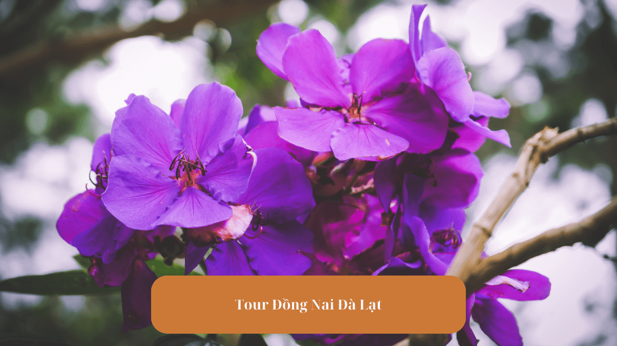 Tour Đồng Nai Đà Lạt
