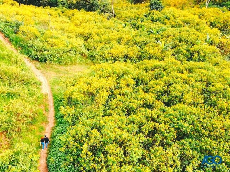 Đồi Hoa Dã Quỳ