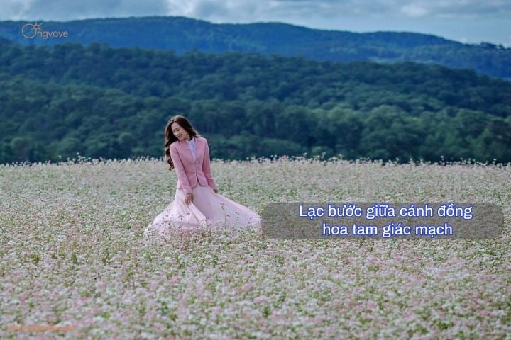 Lạc bước giữa cánh đồng hoa tam giác mạch