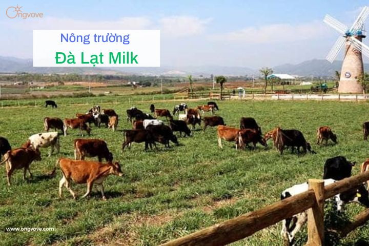 Nông trường Đà Lạt Milk