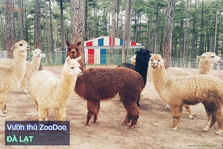 Sở thú Zoodoo 
