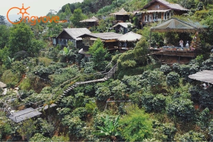 Cú Trên Cây