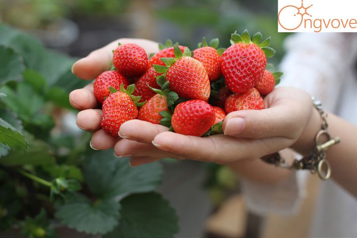 Vườn dâu Bà Lan Đà Lạt