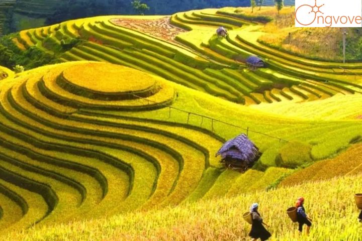 Một số Tour Điện Biên Đà Lạt nổi bật tại Ong Vò Vẽ