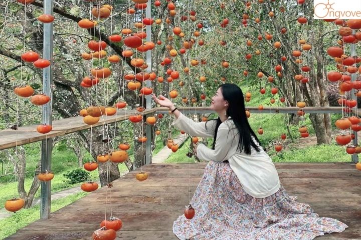 Những lưu ý khi tham gia Tour Gia Lai Đà Lạt