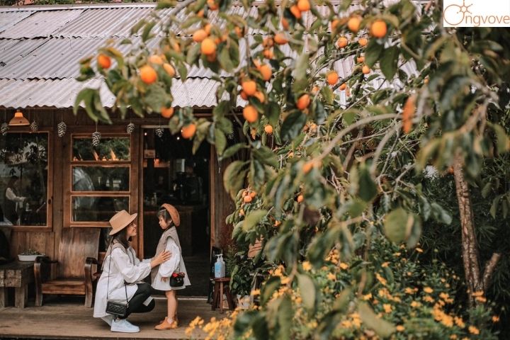 Vì sao nên chọn đi Tour Lâm Đồng Đà Lạt thay vì đi du lịch tự túc