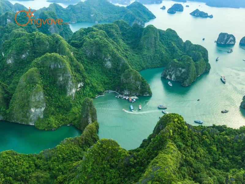 Ong Vò Vẽ Travel: Người Bạn Đồng Hành Tin Cậy Cho Chuyến Du Lịch Ti Tốp Đỉnh núi Đảo Quảng Ninh