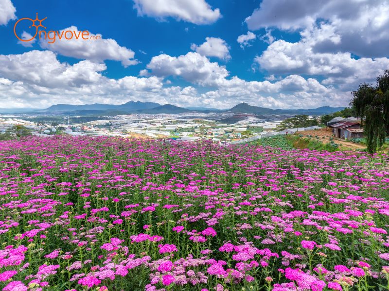  Vườn hoa Đà Lạt - Sắc màu rực rỡ